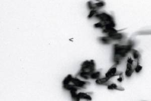 fliegen_3_gross.jpg